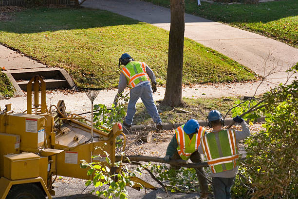 How Our Tree Care Process Works  in Avenel, NJ